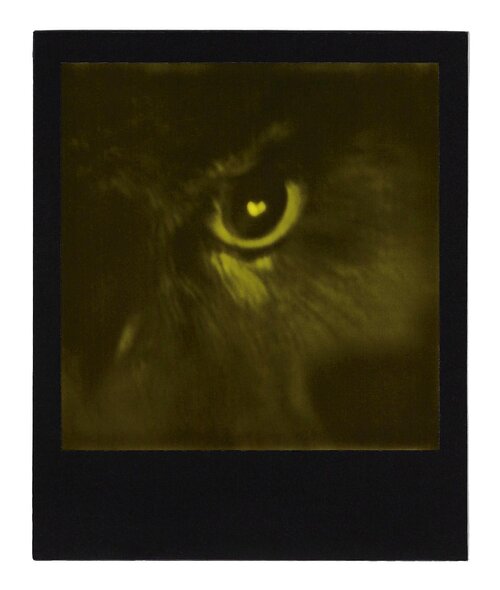 Owl Knows All